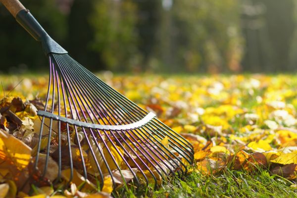 Leaf Cleanup Service in Wichita Falls