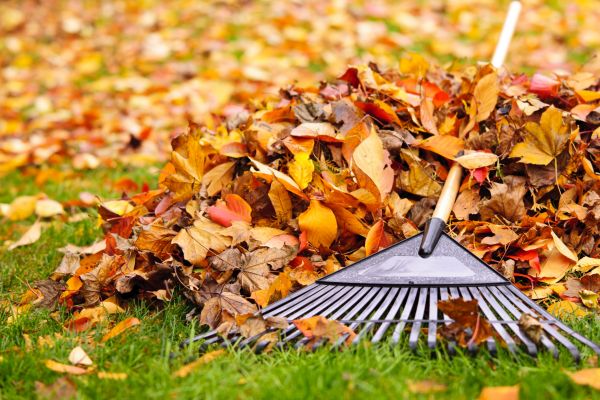 Leaves Removal in Wichita Falls