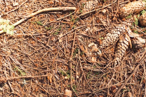 Pine Needles Removal in Wichita Falls