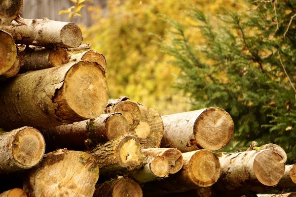 Wood Pile Removal in Wichita Falls