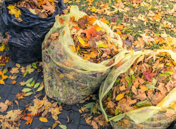 Yard Cleanup Service in Wichita Falls