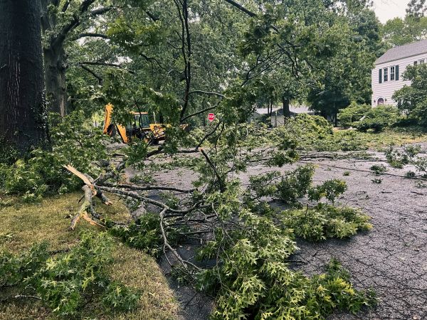 Tree Branch Disposal in Wichita Falls