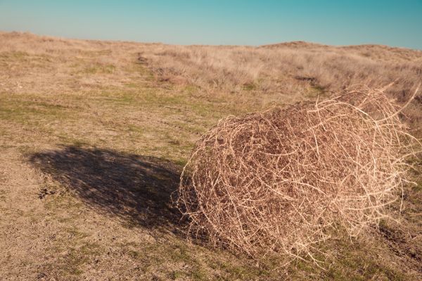 Tumbleweed Removal in Wichita Falls