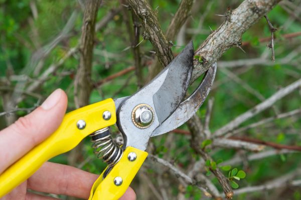 Limbs Removal in Wichita Falls