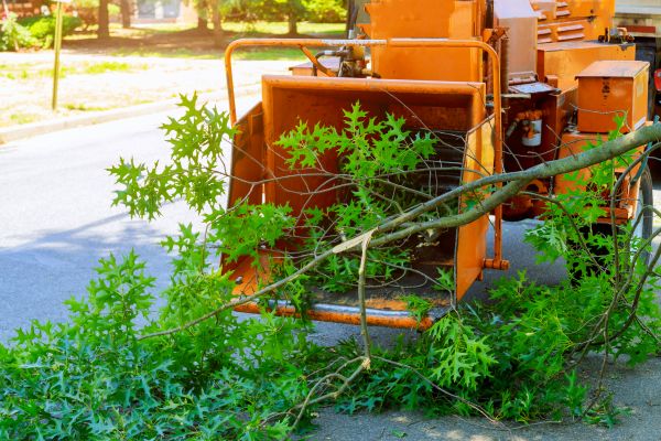 Tree Branches Removal in Wichita Falls