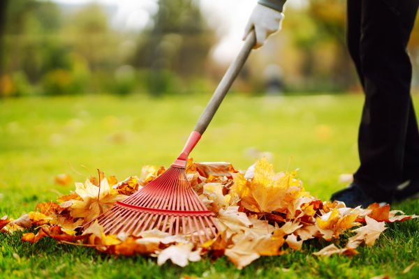 Ditch Leaf Removal in Wichita Falls