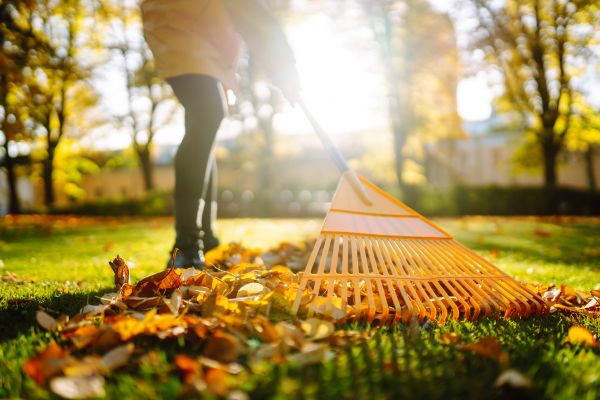 Leaves Raking in Wichita Falls