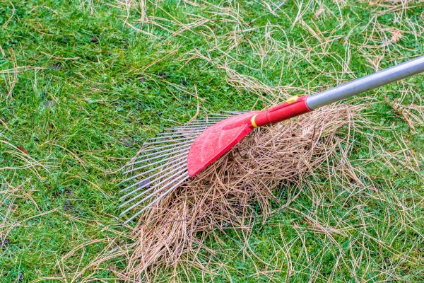 Yard Raking in Wichita Falls