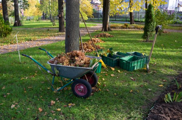 Leaf Clearing Service in Wichita Falls