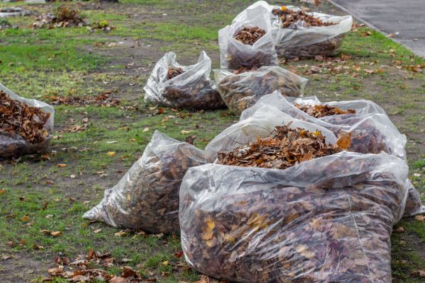 Leaf Pile Disposal in Wichita Falls