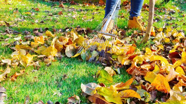 Lawn Cleanup Service in Wichita Falls