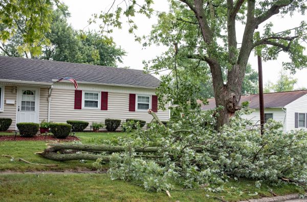 Fallen Branch Removal in Wichita Falls