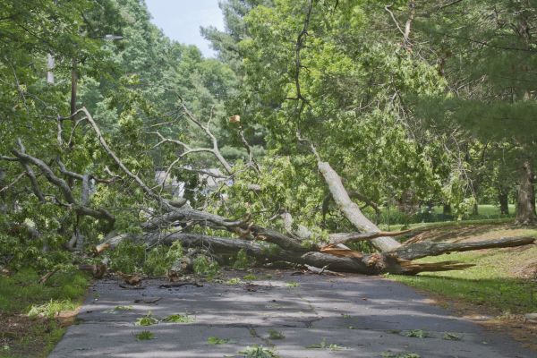 Tree Debris Removal in Wichita Falls